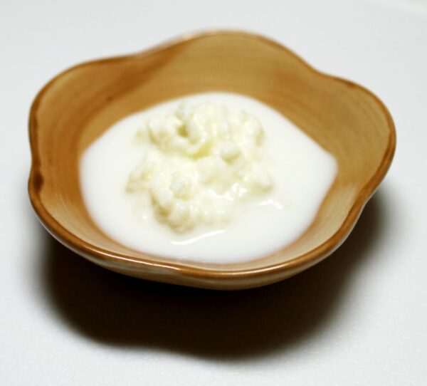 MILK KEFIR GRAIN ACTIVATION — Positively Probiotic